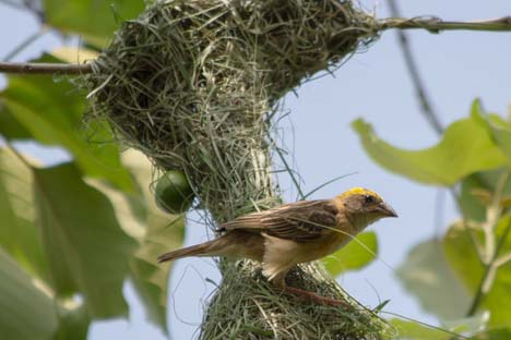 চবি’র জীববৈচিত্র্যে ৩ দশকে বেড়েছে ৩৪৯ প্রজাতি চবি’র জীববৈচিত্র্যে ৩ দশকে বেড়েছে ৩৪৯ প্রজাতি